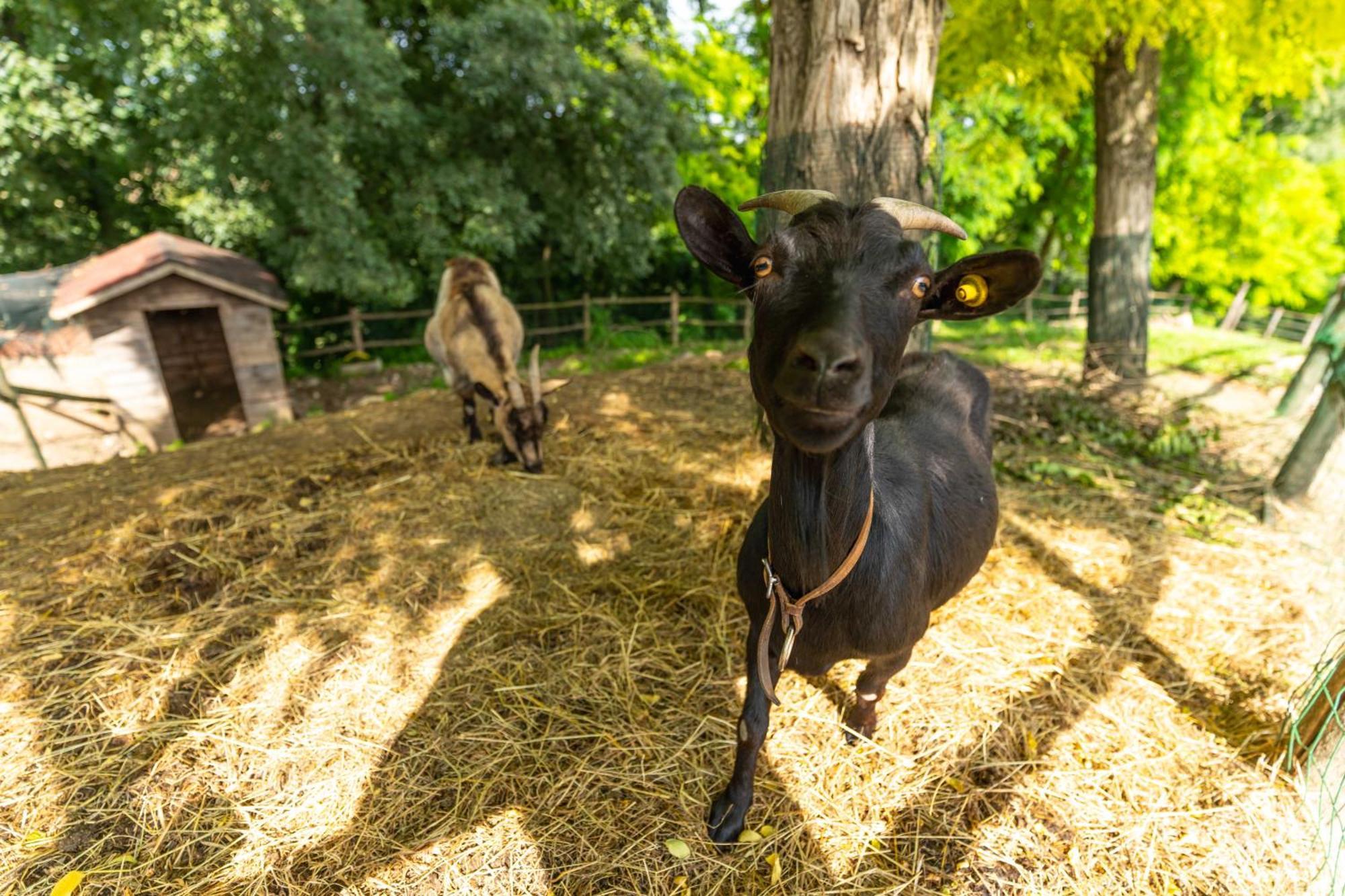 פונטי סול מינצ'יו Agriturismo Colle Dei Pivi מראה חיצוני תמונה