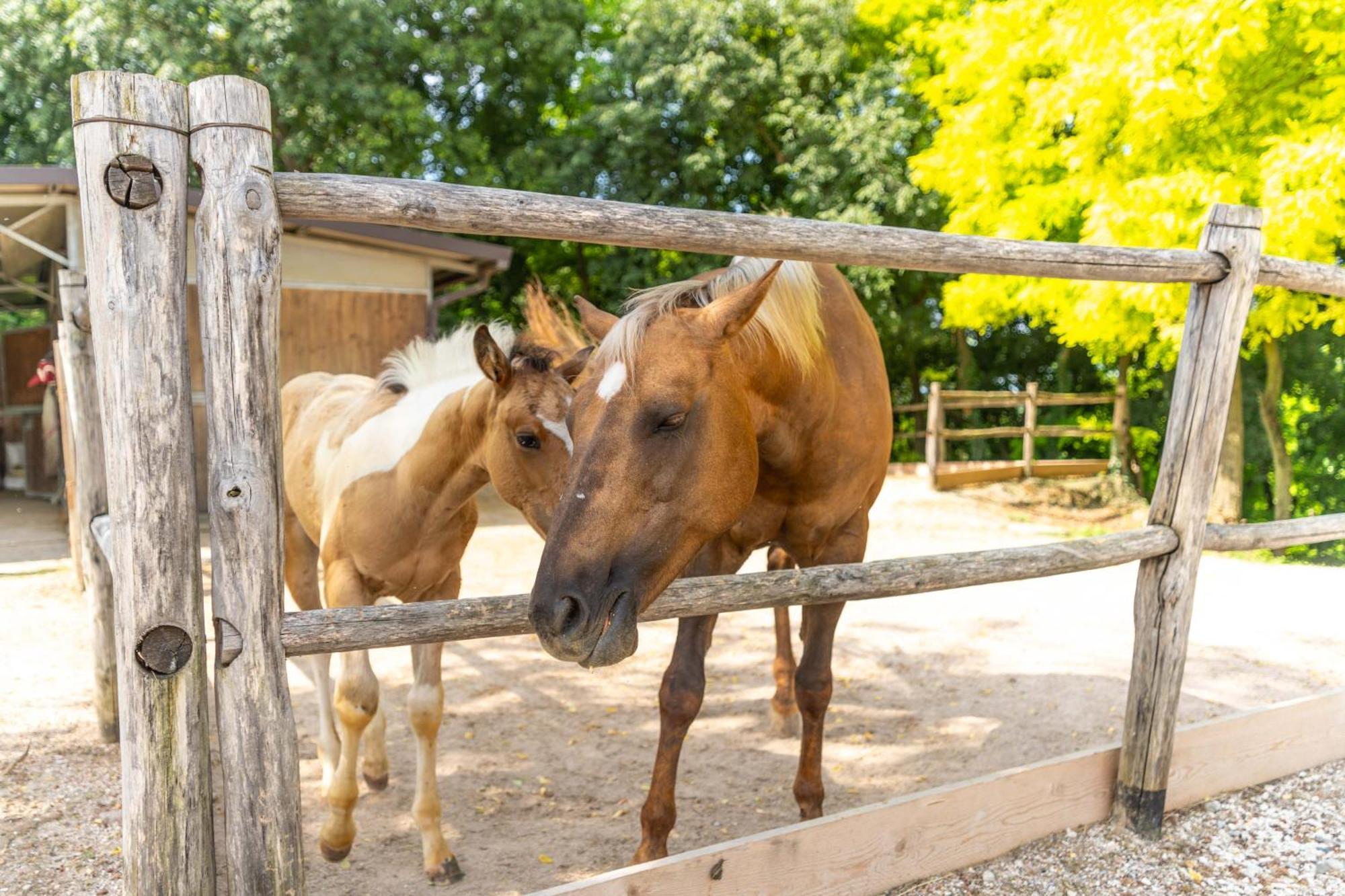פונטי סול מינצ'יו Agriturismo Colle Dei Pivi מראה חיצוני תמונה